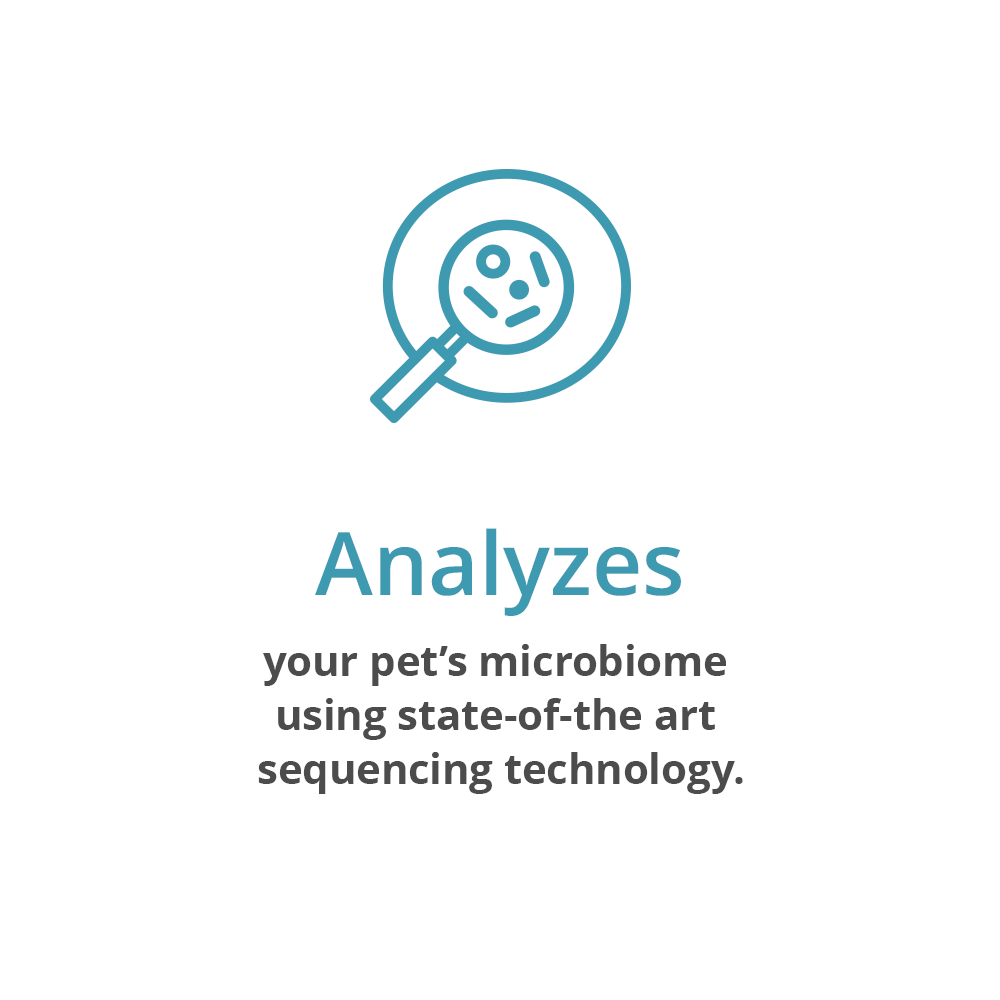 Buy The Dog & Cat Microbiome Analysis Kit | Petivity