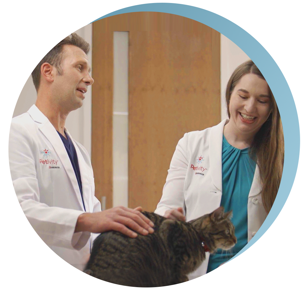 Veterinarians with a cat